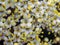 Closeup of white blossom on a Viburnum shrub