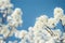 Closeup of white Bradford pear tree blossoms in spring