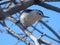 Closeup of white-breasted nuthatch on tree branch