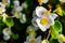 Closeup of white Burnet roses in a field with flowers and greenery on the blurry background