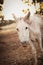 Closeup of a white burro surrounded by greenery under the sunlight with a blurry background
