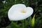 Closeup of white Calla Lily