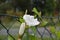 Closeup of white Calystegia flowers on a wire outdoors during daylight