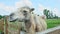 Closeup white camel chews in paddock with meadow