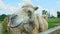 Closeup white camel looks at the camera in open paddock