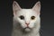 Closeup White cat with heterochromia eyes on gray