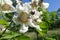 Closeup of white catalpa flower against blue sky