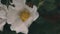 Closeup of a white Cherokee rose in the forest