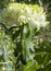 Closeup of white Chrysant flower with shadows, against green natural background