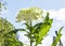 Closeup of white Chrysant flower with shadows, sun shines from the right on the flower under blue sky