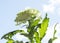 Closeup of white Chrysant flower with shadows, sun shines from the right on the flower under blue sky