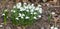 Closeup of white common snowdrop flowers growing and blooming from nutrient rich soil in a home garden or remote field
