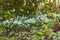 Closeup of white common snowdrop and yellow starburst flowers growing in lush green flowerbed in a landscaped home