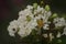 Closeup of white Crepe Myrtle flowers on a blurry background