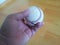 Closeup and of a white cricket hard ball in hands