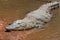 Closeup of a white crocodile crawling in a dirty river under sunlight in Senegal, West Africa