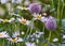 Closeup of white daisies and purple globe thistles growing in remote field, meadow or home backyard garden. Marguerite