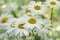 Closeup of white Daisy Marguerite flowers