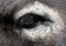 Closeup of a White Donkey Eye.
