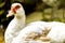 closeup, white duck with blue eyes in the forest