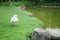 Closeup white duck walk on grass floor in the public park background