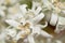 Closeup of a white edelweiss flower