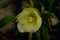 Closeup of white, edged with purple, Lenten Rose, helleborus hybridus flowers