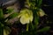 Closeup of white, edged with purple, Lenten Rose, helleborus hybridus flowers