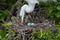 Closeup of a White Egret tending the blue eggs in its nest