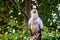 Closeup of a white egyptian vulture sitting on a tree branch, tropical scavenger bird specie from Africa