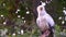 Closeup of a white egyptian vulture, tropical scavenger bird specie from A