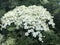 Closeup of white Elderflower petals in an Elderflower Bush