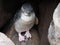 Closeup of White-flippered penguin between rocks