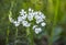 Closeup of white flower of Allium cowanii Allium neapolitanum flowers. Amaryllidaceae pennial bulbouus plants. Neapolitan garlic