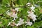 Closeup white flower of Carunda or Karonda fruit, science call Carissa carandas L. .