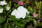 Closeup of white flower of Catharanthus roseus in mid July