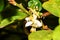 Closeup of white Flower lemon ,Lime blossom on tree