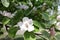 Closeup of white flower of quince in May