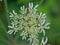 closeup of the white flower screen of hoghweed - Heracleum