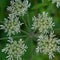 closeup of the white flower screen of hogweed - Heracleum