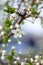 Closeup of white flower on tree branch, possibly cherry blossom