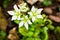 Closeup white flower Venus flytrap ,Insectivorous plants ,Low Giant ,Dionaea muscipula ,needle-like-teeth ,venus fly catcher ,Cook
