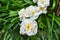 closeup of white flowering daffodils