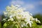 Closeup of a white flowering Hydrangea Paniculata Great Star