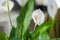 A closeup of a white flowering peace lily and its green leaves i