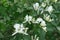 Closeup of white flowers of Amur honeysuckle in May