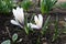 Closeup of white flowers of Crocus vernus