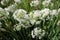 Closeup of white flowers of the garlic chives Allium tuberosum . Medicinal plants, herbs in the organic garden . Blurred