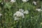 Closeup of white flowers of the garlic chives Allium tuberosum . Medicinal plants, herbs in the organic garden . Blurred