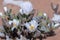 Closeup of the white flowers of the Ice Plant